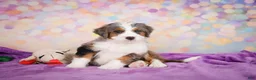 Mini Bernedoodle dogs for sale: Sammy - Ad 6