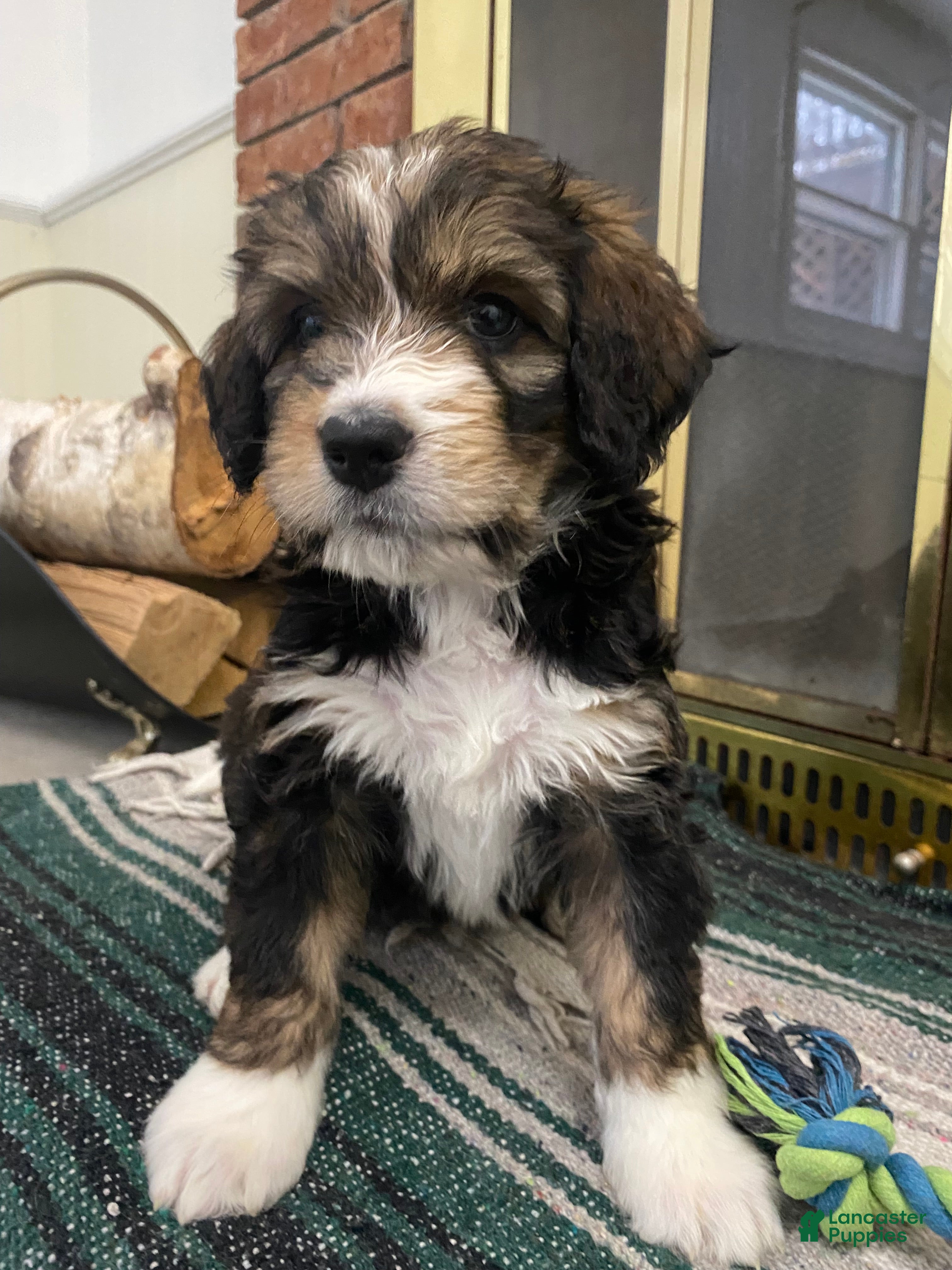 Bernedoodle dogs Bernedoodle Puppy River  - Ad 29