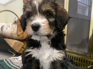 Bernedoodle dogs Bernedoodle Puppy River - Ad 29