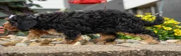 Cavapoo dogs for sale: Lainey❤️  - Ad 8