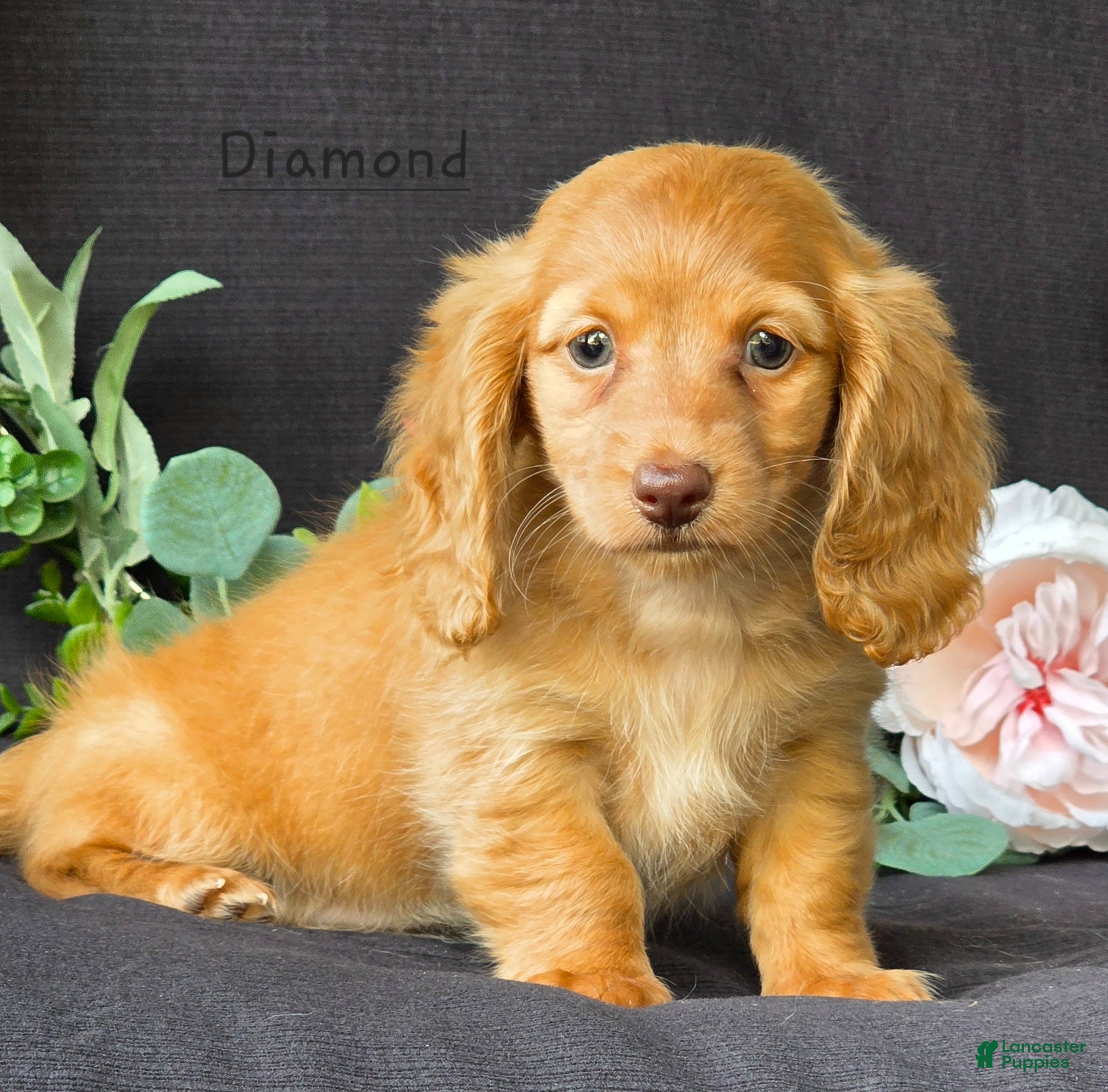 Miniature Dachshund dogs for sale: Diamond - Ad 4