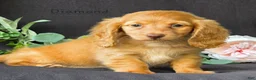 Miniature Dachshund dogs for sale: Diamond - Ad 1