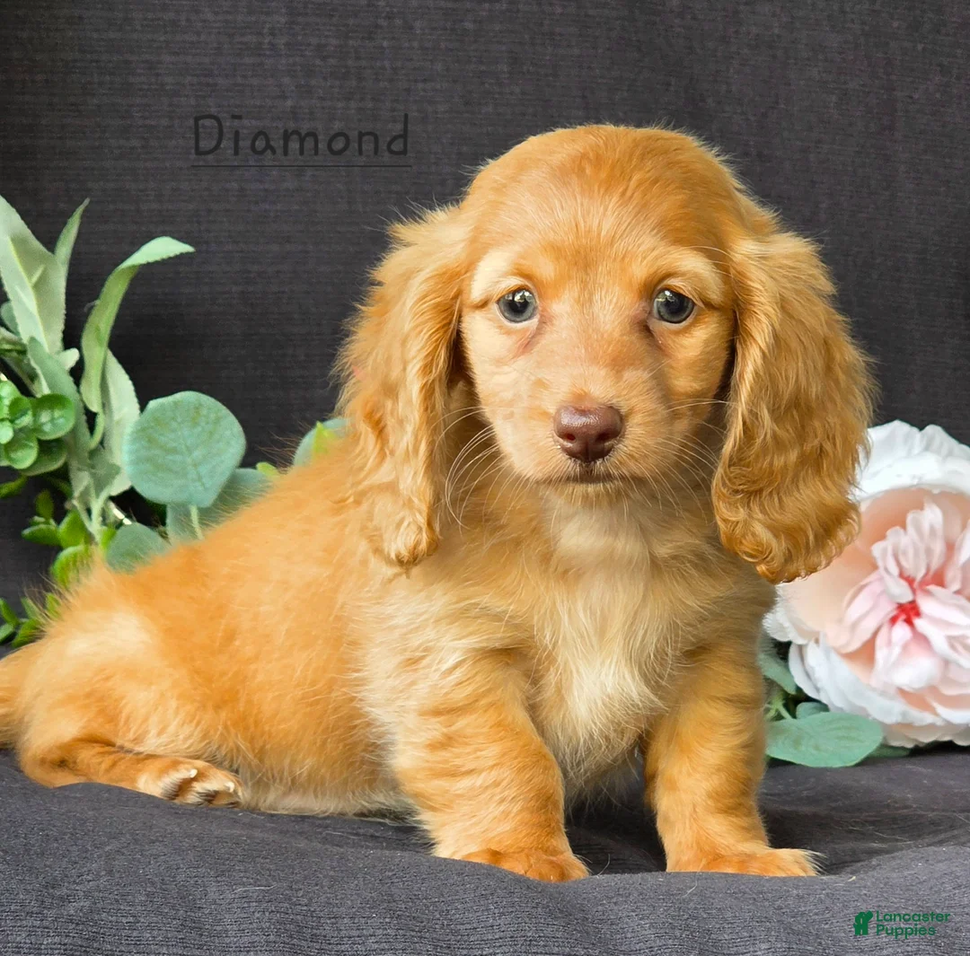 Miniature Dachshund dogs for sale: Diamond - Ad 1