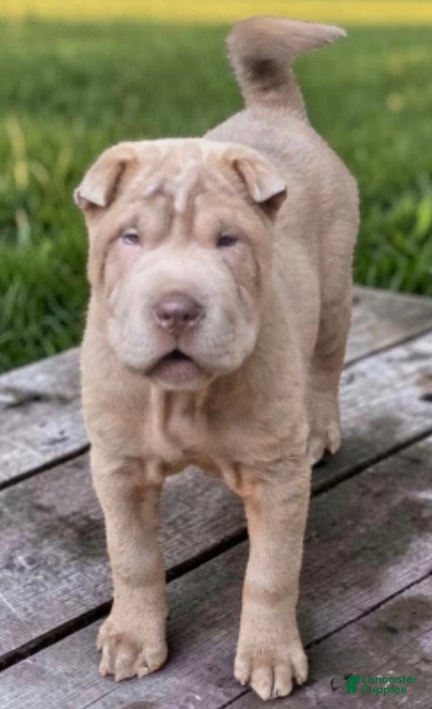 Shar Pei dogs Lyla - Ad 1
