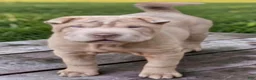 Shar Pei dogs for sale: Lyla - Ad 7