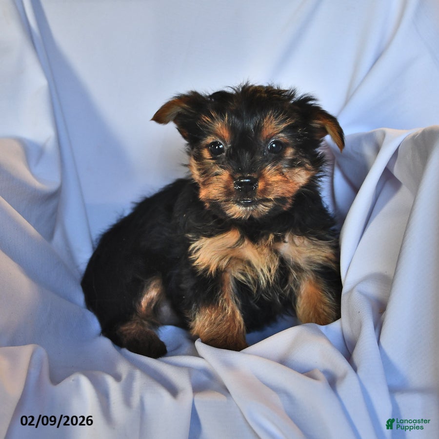 Yorkshire Terrier dogs Jade - Ad 2