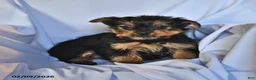 Yorkshire Terrier dogs for sale: Jade - Ad 1
