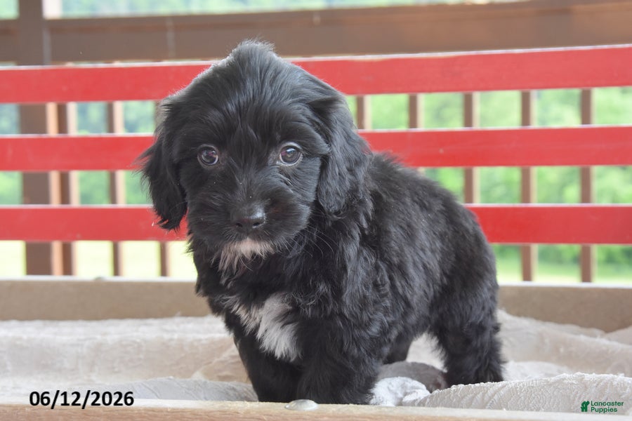 Cockapoo dogs Quinn - Ad 2