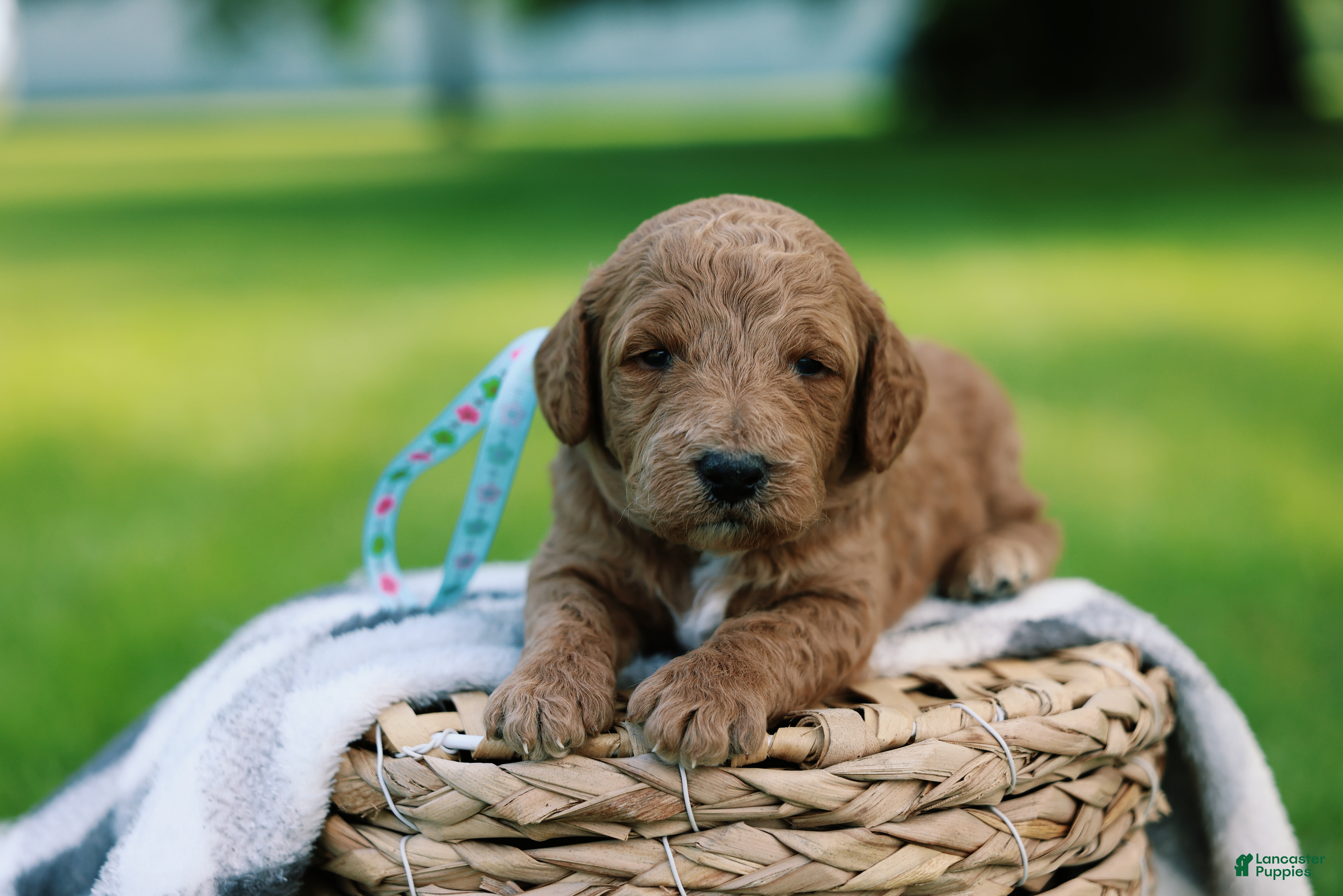 Mini Goldendoodle dogs Teddy - Ad 1