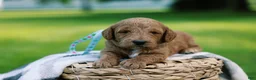 Mini Goldendoodle dogs for sale: Teddy - Ad 7