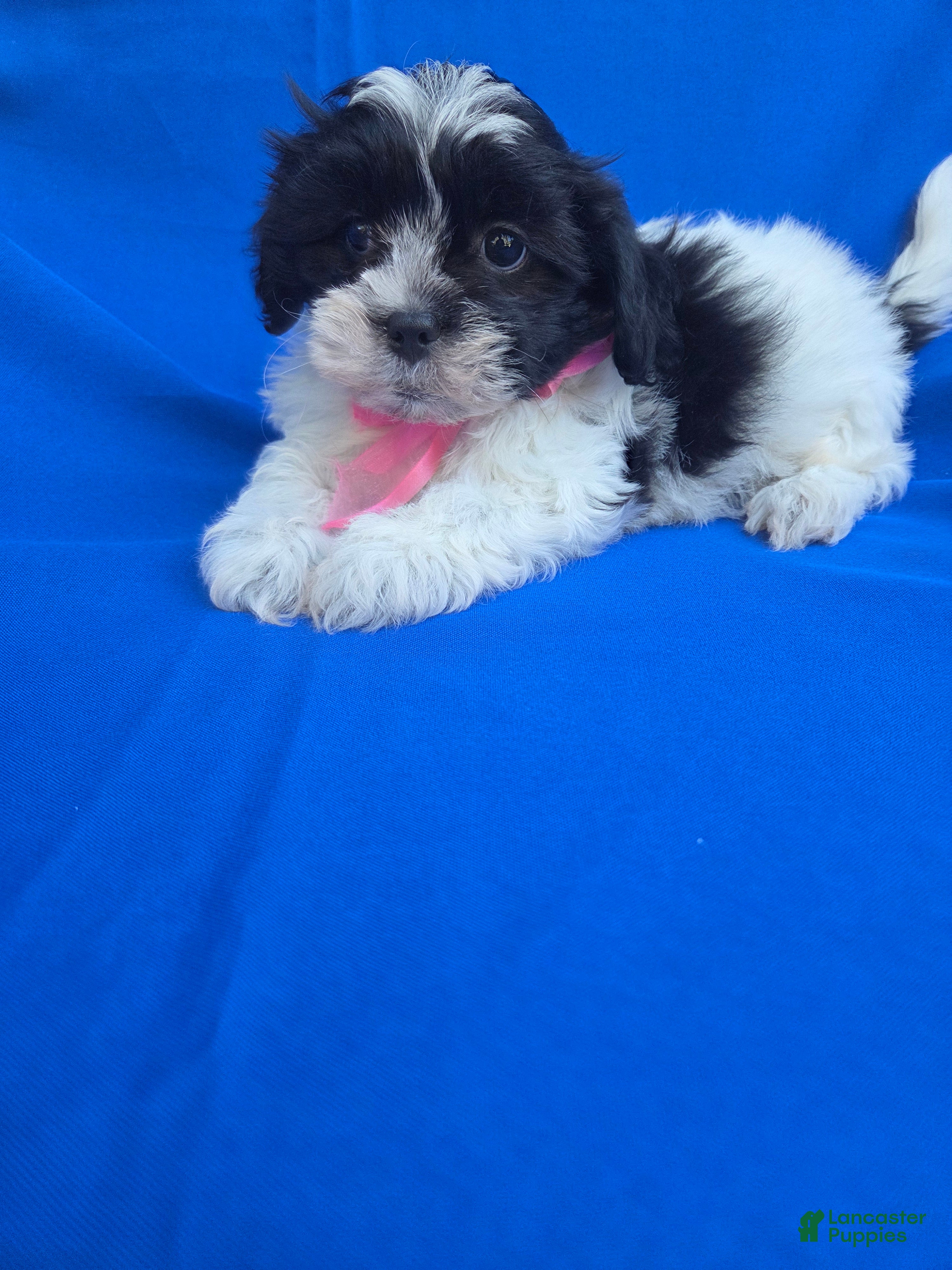 Maltipoo dogs for sale: Lora  - Ad 4