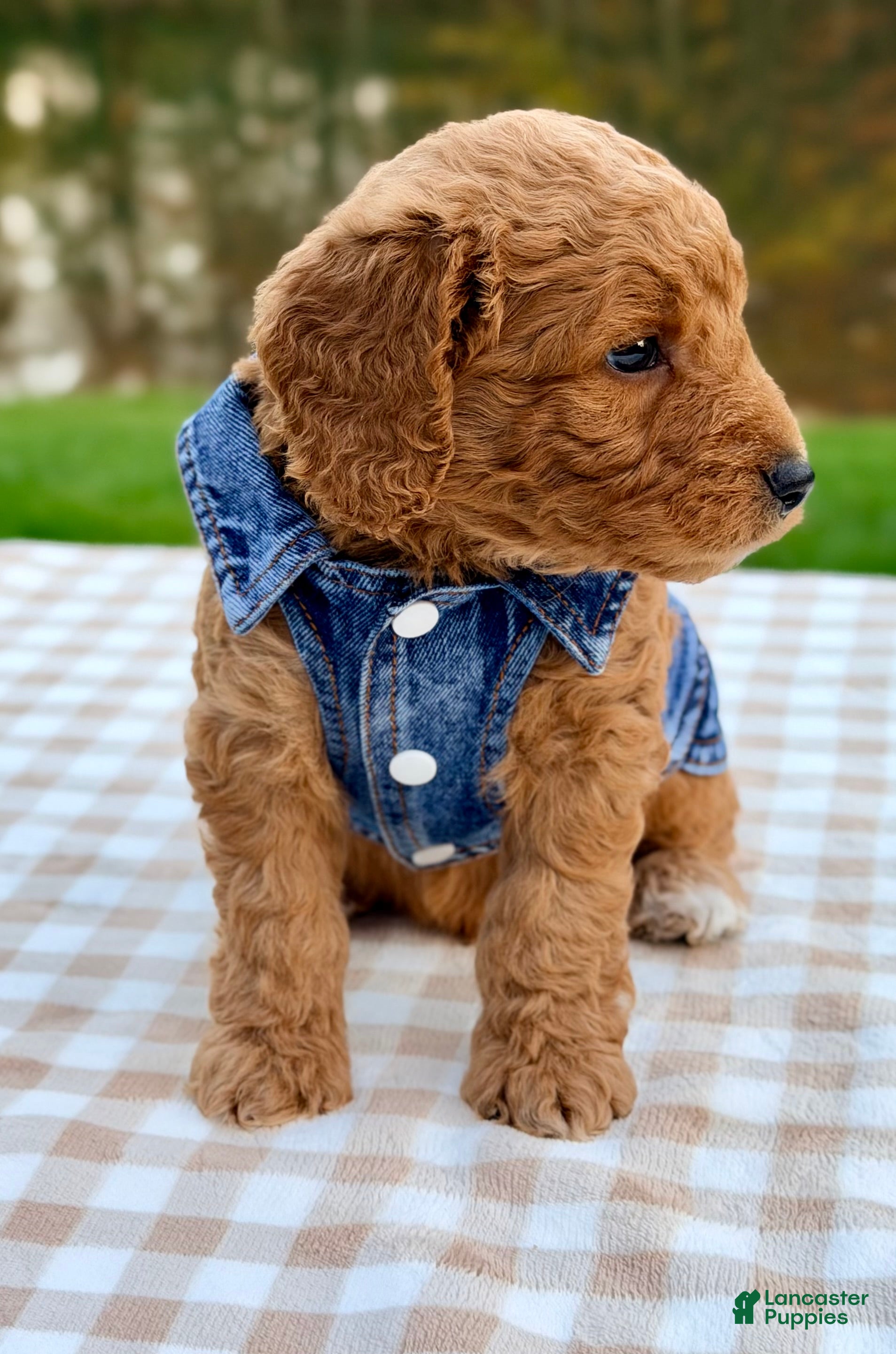 Goldendoodle dogs for sale: Cider-mini  - Ad 2