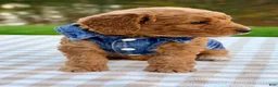 Goldendoodle dogs for sale: Cider-mini  - Ad 2