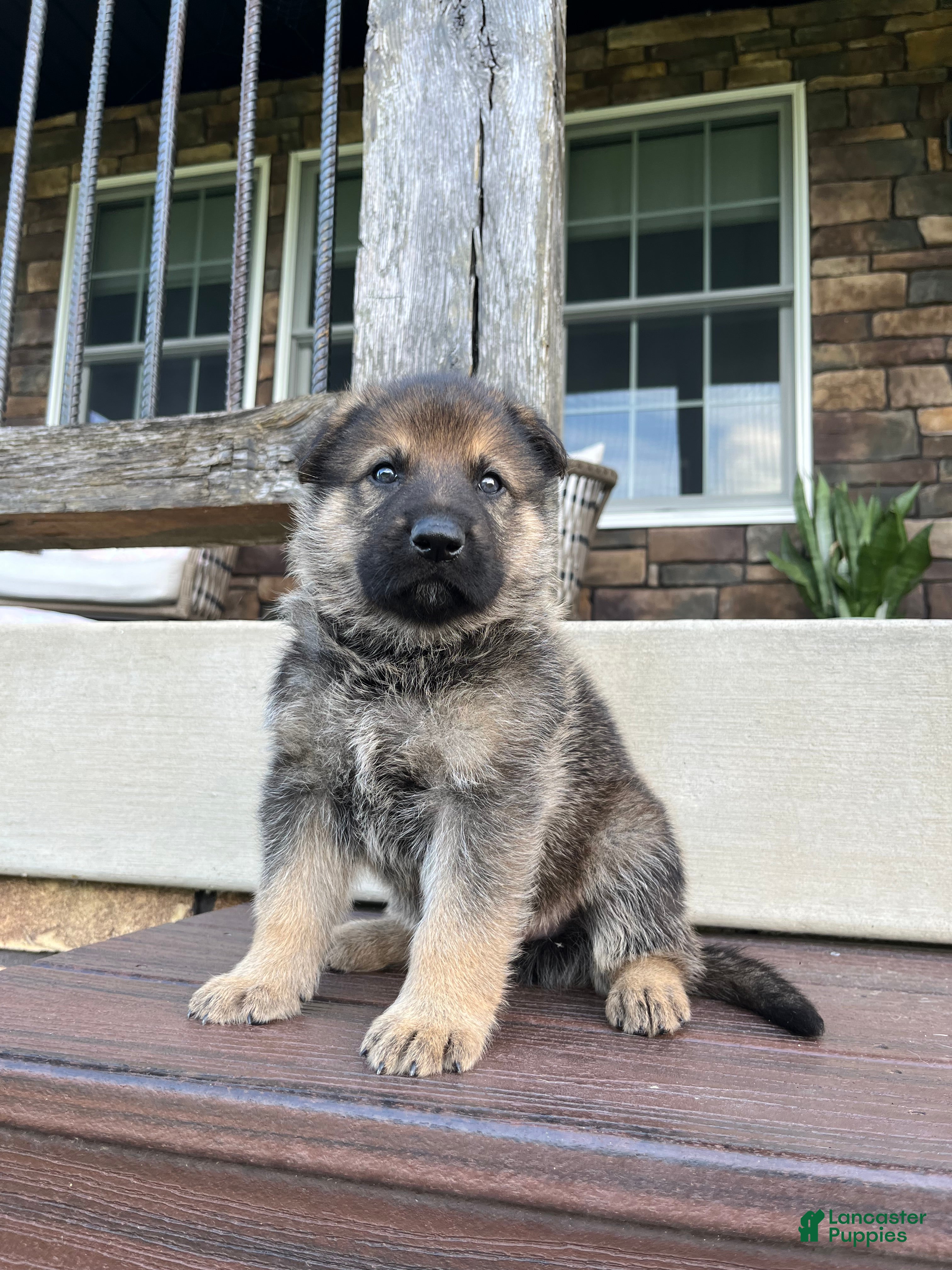German Shepherd dogs Knox - Ad 2
