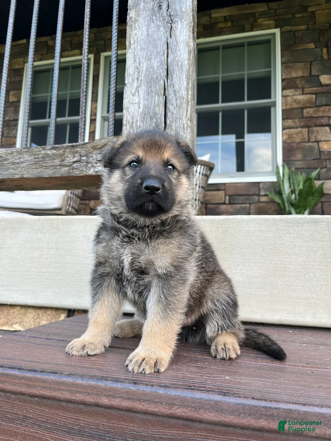 German Shepherd dogs for sale: Knox - Ad 2