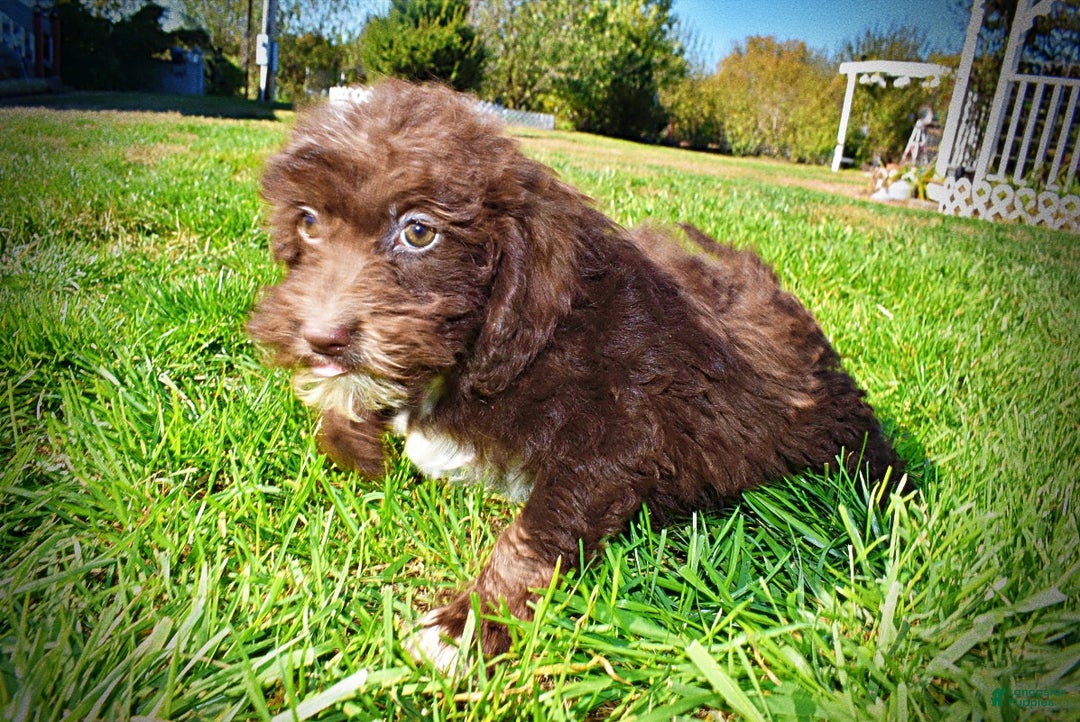 Havapoo dogs for sale: Gonzo  - Ad 6