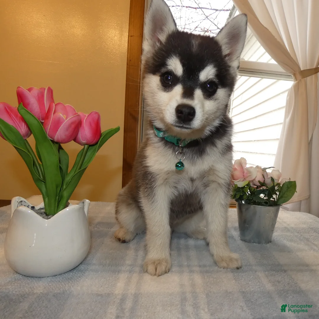Alaskan Klee Kai dogs for sale: Alaskan Klee Kai Puppy 1 - Ad 2