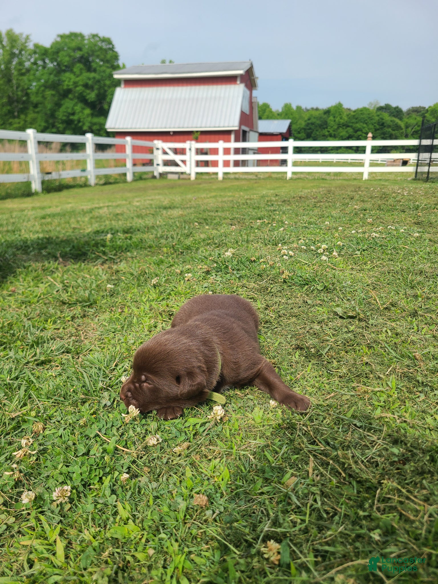 Labrador Retriever dogs Green Male - Ad 10