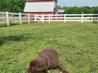 Labrador Retriever dogs Green Male - Ad 18