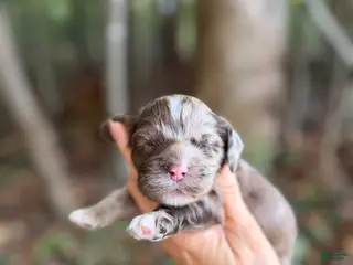 Cocker Spaniel dogs Cocker Spaniel 5 - Ad 23