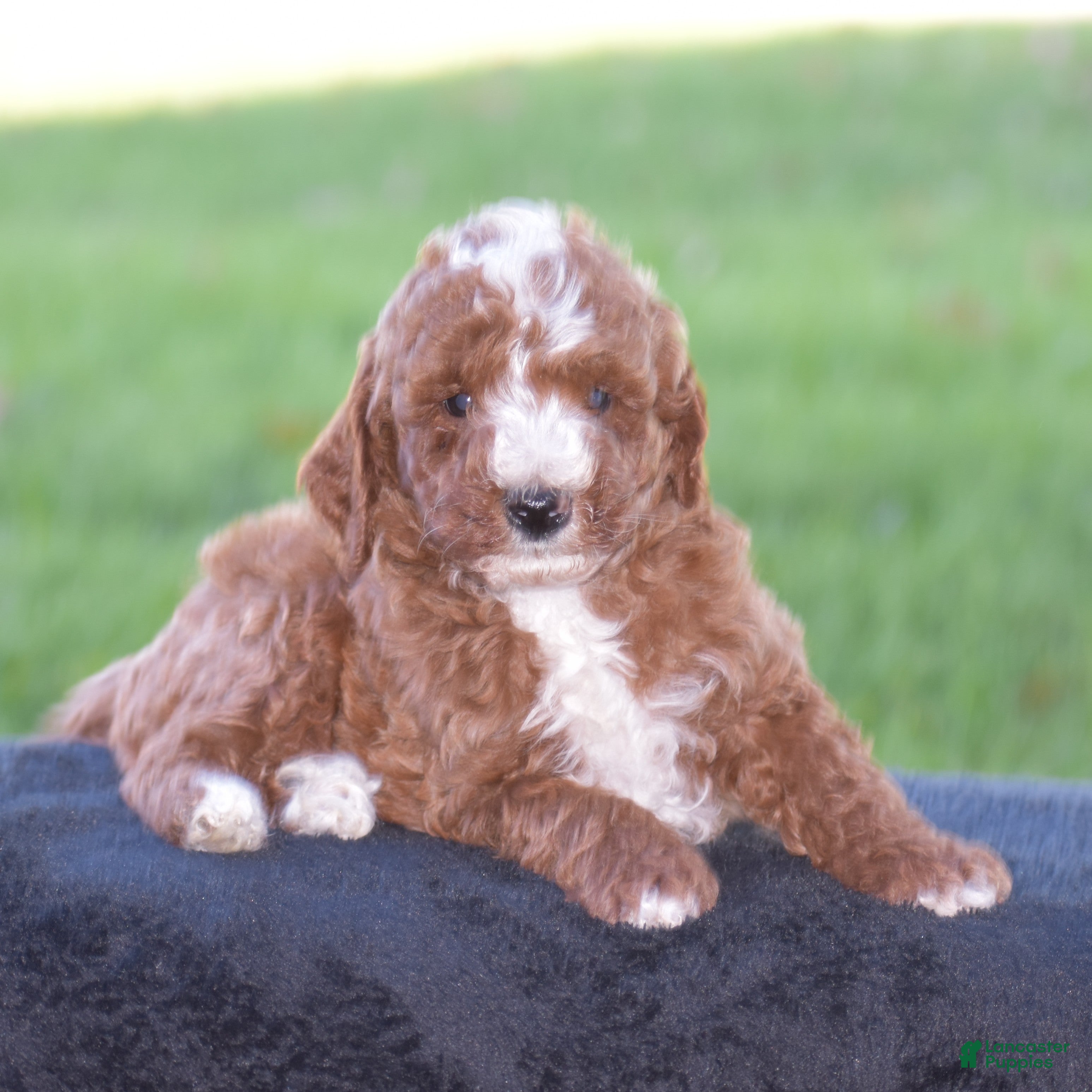 Miniature Poodle dogs for sale: Elliot - Ad 1
