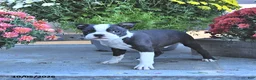 Boston Terrier dogs for sale: Holden - Ad 2