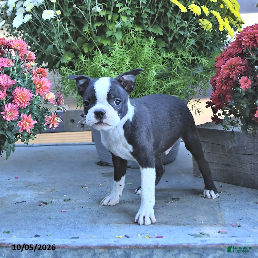 Boston Terrier dogs for sale: Holden - Ad 2
