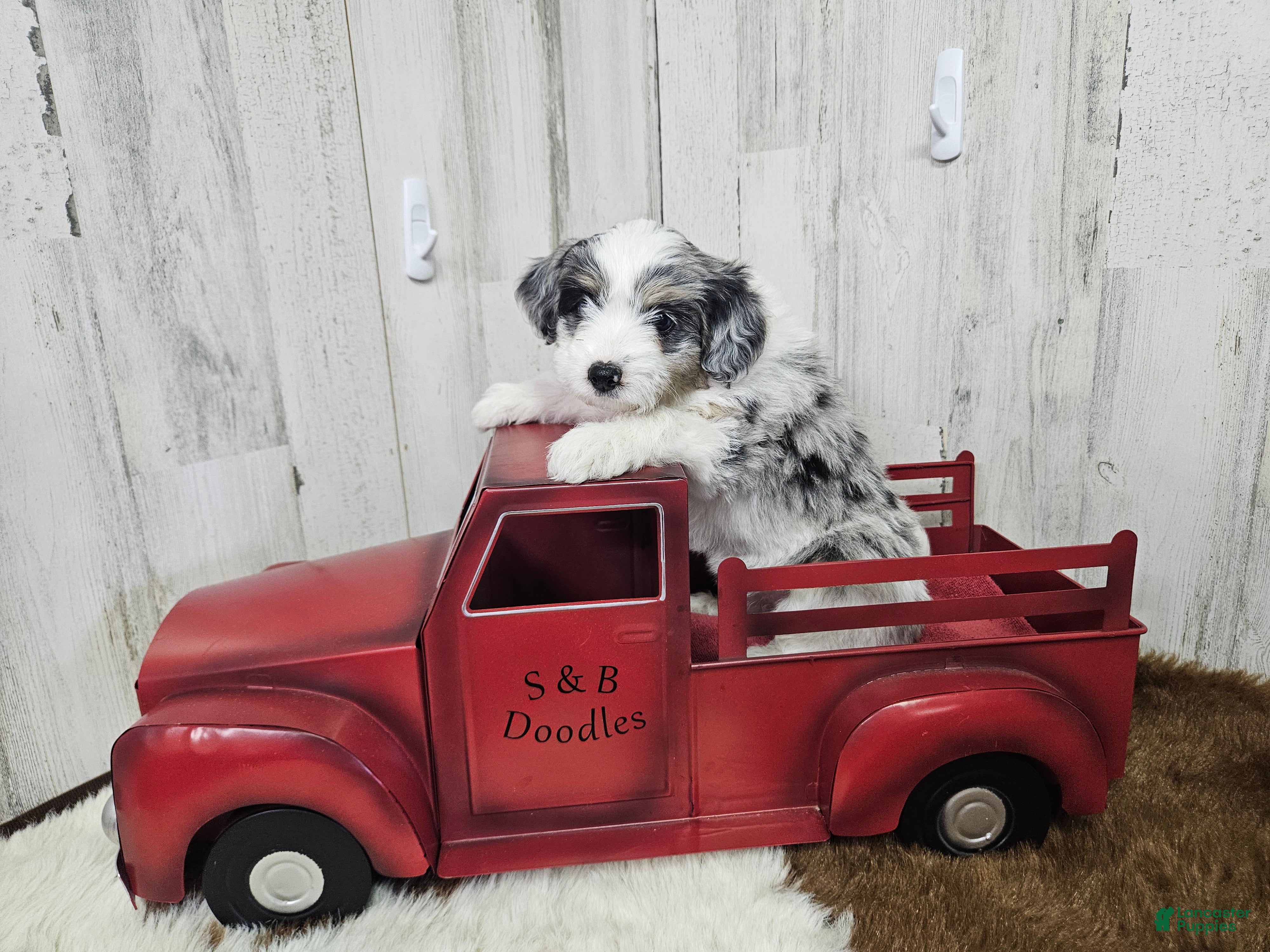 Mini Bernedoodle dogs F1b Carrie - Ad 22