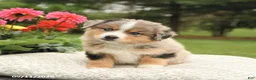 Miniature Australian Shepherd dogs for sale: Shiloh - Ad 3
