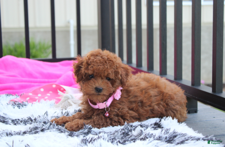 Miniature Poodle dogs Sasha  - Ad 2