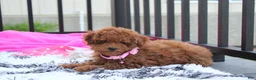 Miniature Poodle dogs for sale: Sasha  - Ad 2