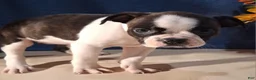Boston Terrier dogs for sale: Esther - Ad 5