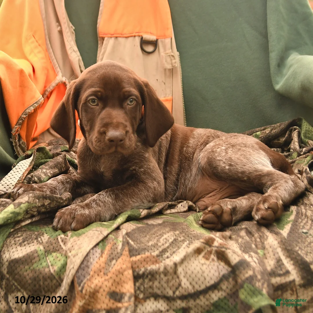 German Shorthaired Pointer dogs for sale: Shane - Ad 1