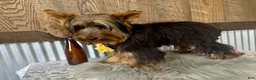 Yorkshire Terrier dogs for sale: Miles - Ad 8