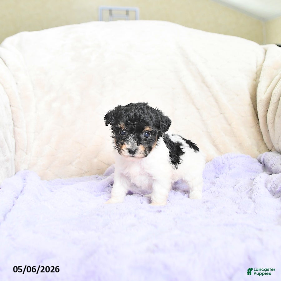 Toy Poodle dogs Bella   - Ad 2