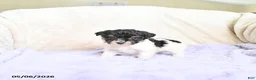 Toy Poodle dogs for sale: Bella   - Ad 2