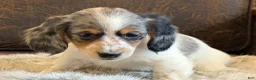 Miniature Dachshund dogs for sale: Twilight  - Ad 6
