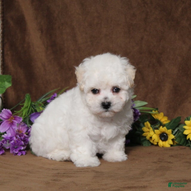 Bichon Frise dogs Harmony - Ad 1