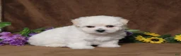Bichon Frise dogs for sale: Harmony - Ad 1