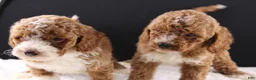Mini Goldendoodle dogs for sale: Brewster - Ad 13