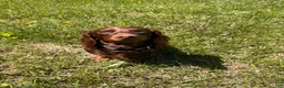 Miniature Dachshund dogs for stud: Richard Bartholomew  - Ad 5