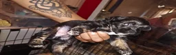 Mixed Breed dogs for sale: Mixed Breed 2 - Ad 2