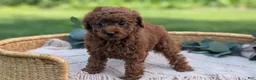Toy Poodle dogs for sale: Chloe - Ad 14