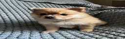 Pomeranian dogs for sale: Violet  - Ad 4