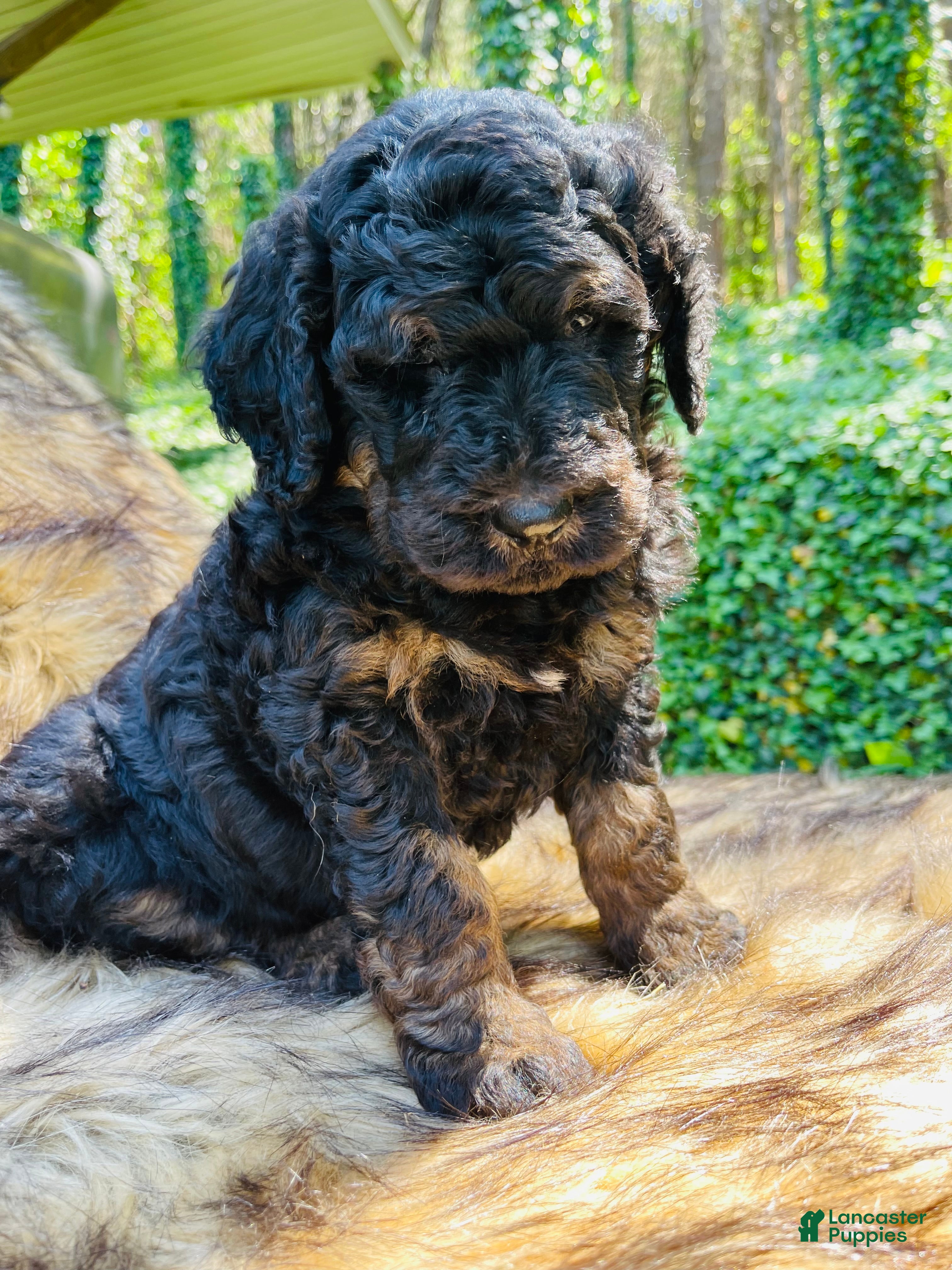 Bernedoodle dogs Bernie - Ad 22