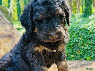 Bernedoodle dogs Bernie - Ad 22