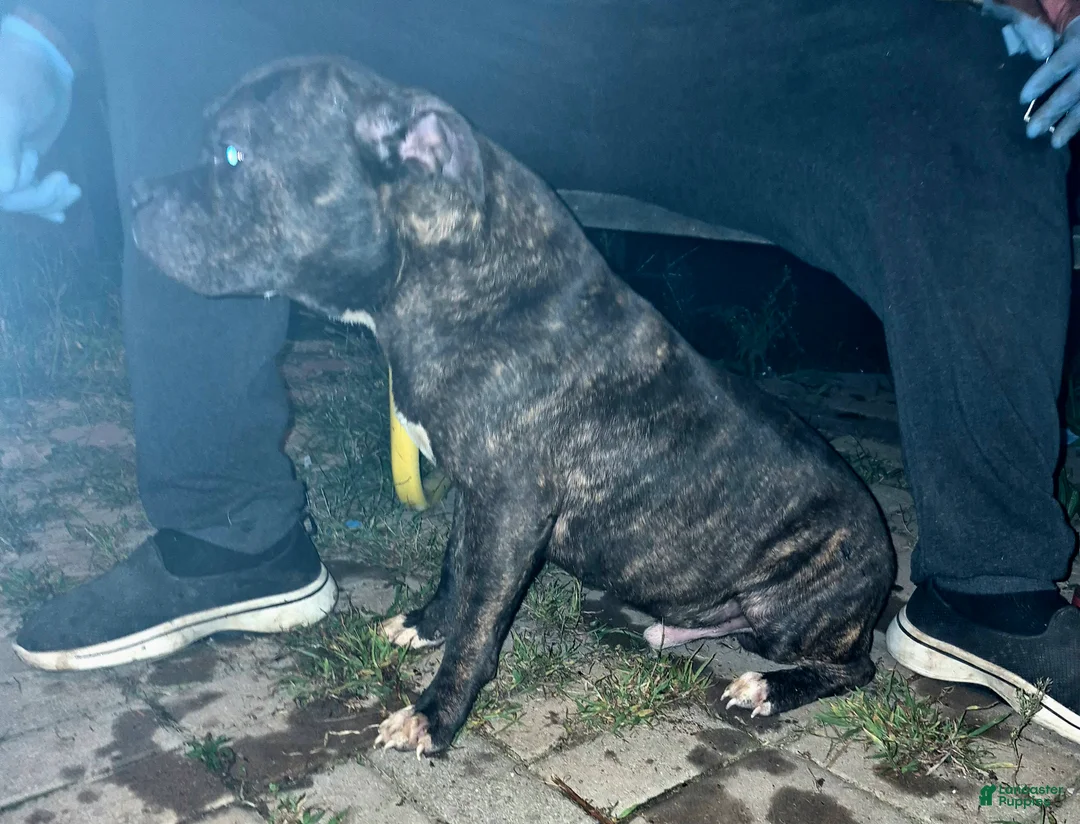 American Bully dogs for sale: American Bully 1 - Ad 2