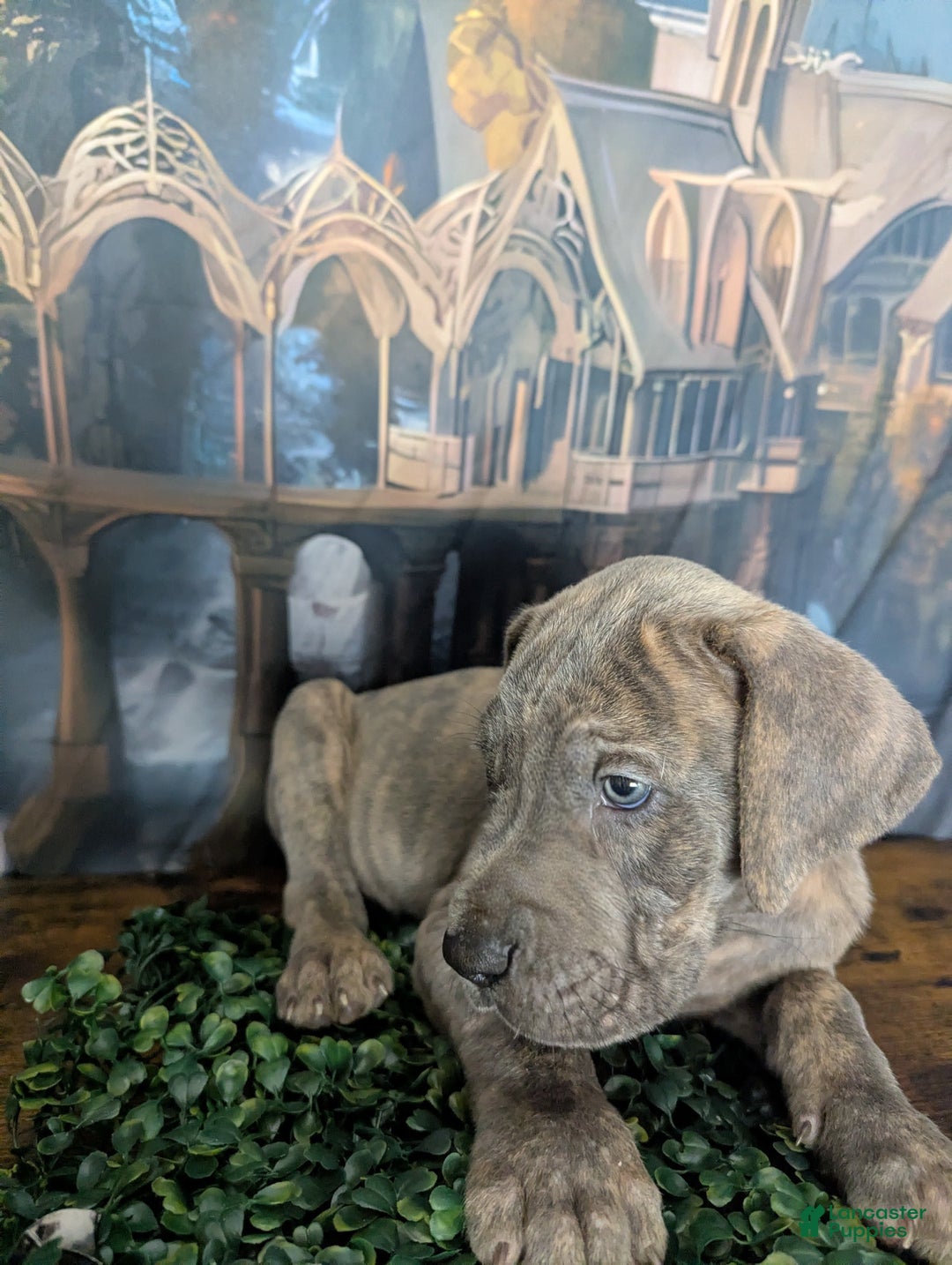 Great Dane dogs for sale: Legolas Blue Brindle Male Great Dane Puppy - Ad 5