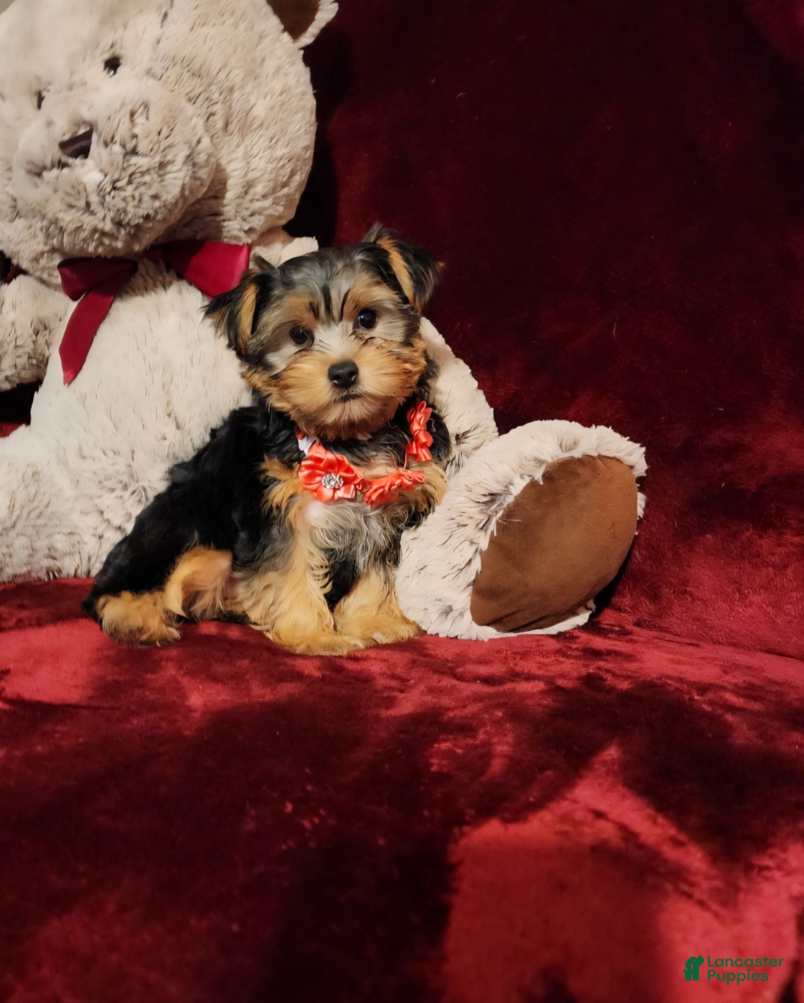 Yorkshire Terrier dogs CHLOE - Ad 21