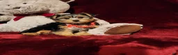 Yorkshire Terrier dogs for sale: CHLOE - Ad 1